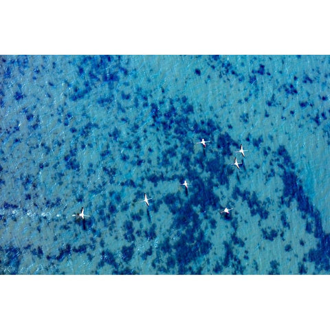 Flamingos flying at the Aegean coast-Turkey Black Modern Wood Framed Art Print with Double Matting by Kabas, Ali