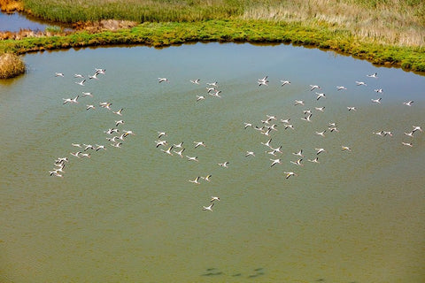 Flamingos flying in wetland on the Aegean coast-Turkey White Modern Wood Framed Art Print with Double Matting by Kabas, Ali