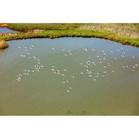 Flamingos flying in wetland on the Aegean coast-Turkey White Modern Wood Framed Art Print by Kabas, Ali