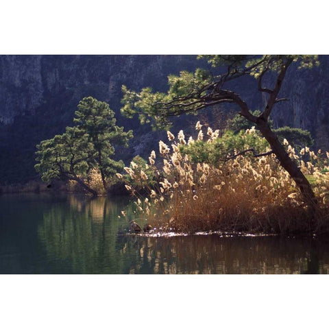 Turkey, Dalyan Pines, grasses and waterfowl White Modern Wood Framed Art Print by Satushek, Steve