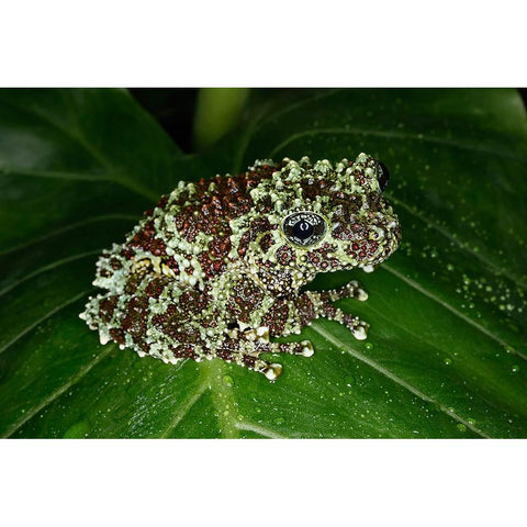 Vietnamese mossy frog Black Modern Wood Framed Art Print by Jones, Adam