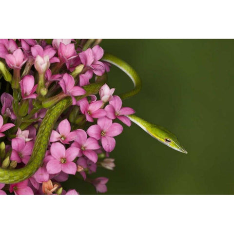 Vietnam Close-up of poisonous Asian Vine Snake Black Modern Wood Framed Art Print with Double Matting by Flaherty, Dennis