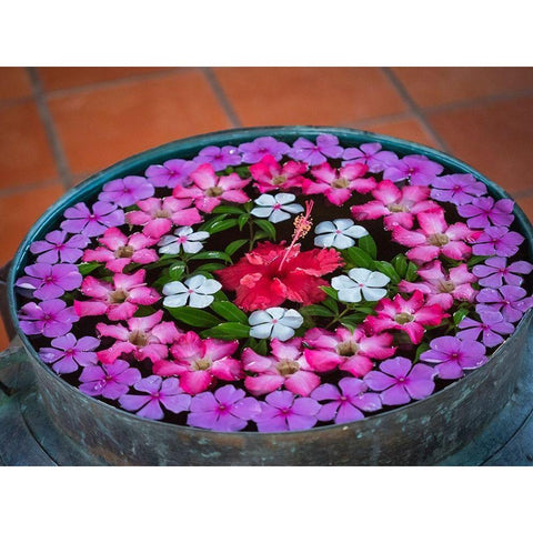 Asia-Vietnam-Mui Ne Red-white-pink-and purple flowers floating in a bowl of water Black Modern Wood Framed Art Print by Merrill Images