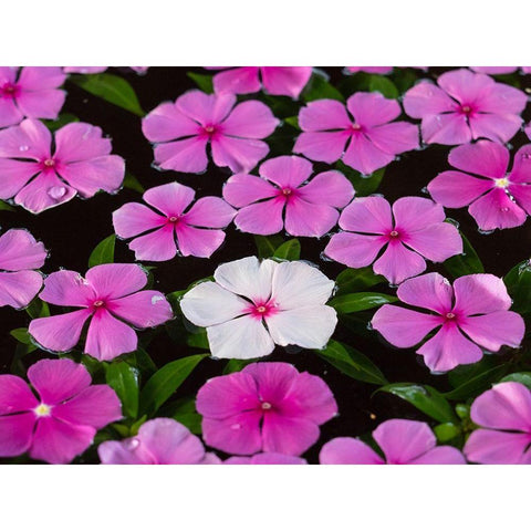 Asia-Vietnam-Mui Ne Pink and white flowers floating on water Black Modern Wood Framed Art Print with Double Matting by Merrill Images