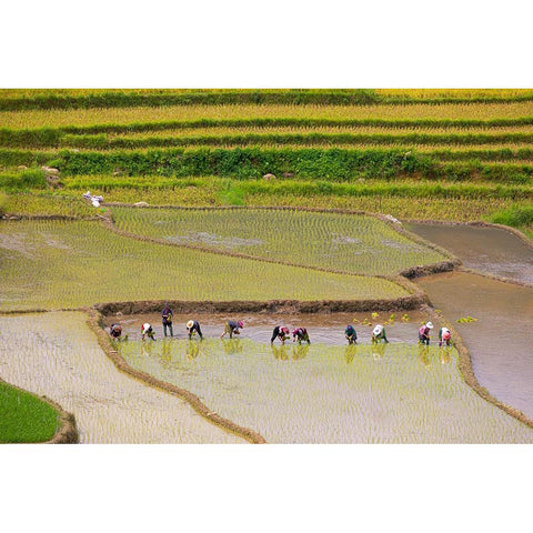 Vietnam -Rice paddies in the highlands of Sapa Black Modern Wood Framed Art Print by Norring, Tom