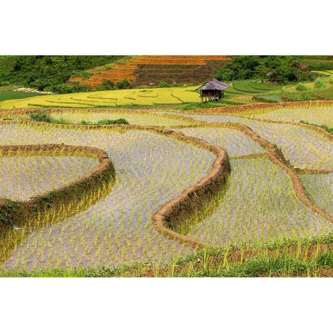 Vietnam -Rice paddies in the highlands of Sapa Black Modern Wood Framed Art Print with Double Matting by Norring, Tom