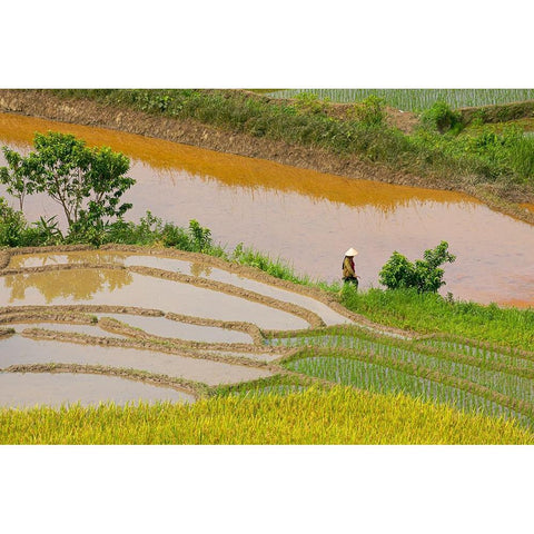 Vietnam -Rice paddies in the highlands of Sapa Black Modern Wood Framed Art Print with Double Matting by Norring, Tom