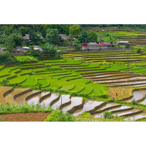Vietnam -Rice paddies in the highlands of Sapa White Modern Wood Framed Art Print by Norring, Tom