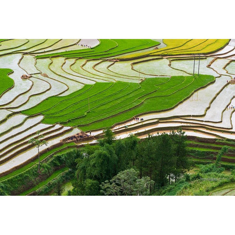 Vietnam -Rice paddies in the highlands of Sapa Black Modern Wood Framed Art Print with Double Matting by Norring, Tom