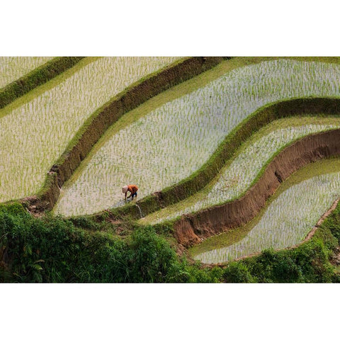 Vietnam -Rice paddies in the highlands of Sapa Black Modern Wood Framed Art Print by Norring, Tom