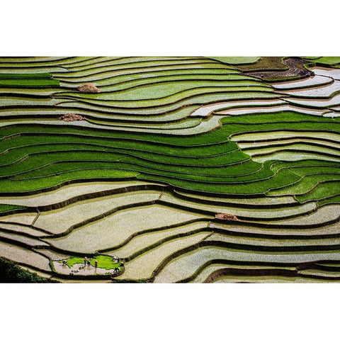 Vietnam -Rice paddies in the highlands of Sapa White Modern Wood Framed Art Print by Norring, Tom