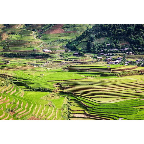 Vietnam -Rice paddies in the highlands of Sapa Black Modern Wood Framed Art Print by Norring, Tom