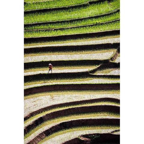 Vietnam -Rice paddies in the highlands of Sapa White Modern Wood Framed Art Print by Norring, Tom