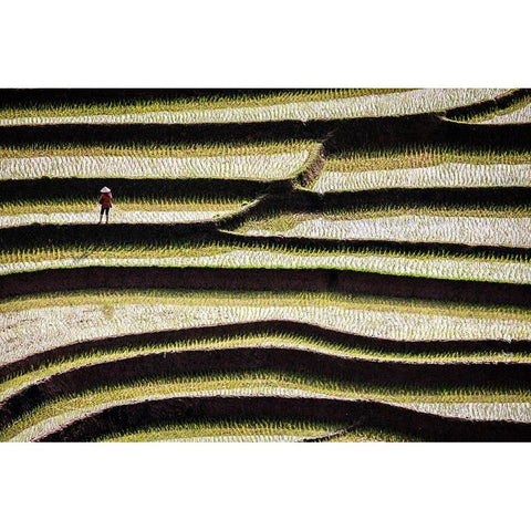 Vietnam -Rice paddies in the highlands of Sapa Black Modern Wood Framed Art Print by Norring, Tom