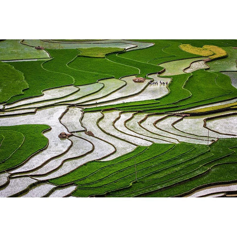 Vietnam -Rice paddies in the highlands of Sapa White Modern Wood Framed Art Print by Norring, Tom