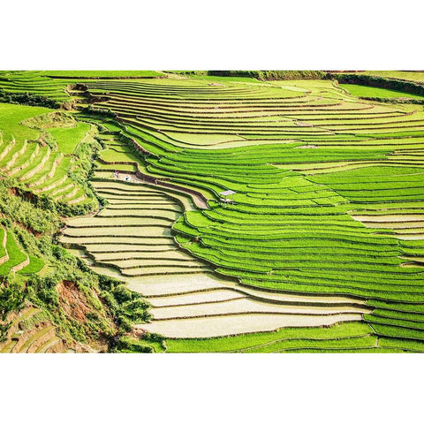 Vietnam -Rice paddies in the highlands of Sapa Gold Ornate Wood Framed Art Print with Double Matting by Norring, Tom