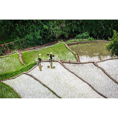 Vietnam -Rice paddies in the highlands of Sapa Black Modern Wood Framed Art Print by Norring, Tom