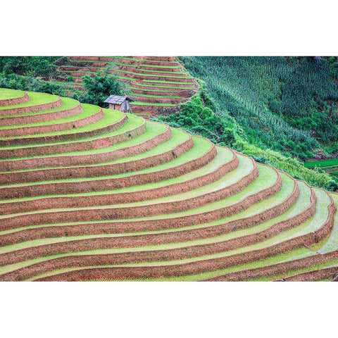 Vietnam -Rice paddies in the highlands of Sapa White Modern Wood Framed Art Print by Norring, Tom