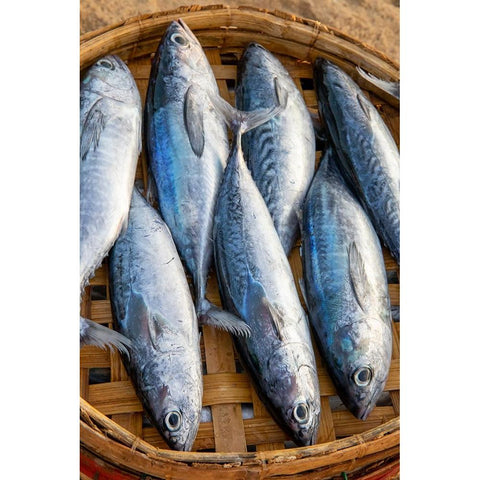 Vietnam-Mackerels from the nights catch on the beach at Hoi An Black Modern Wood Framed Art Print with Double Matting by Norring, Tom