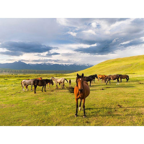 Horses for the production of milk-kumys and meat A typical farm on the Suusamyr plain-a high valley Gold Ornate Wood Framed Art Print with Double Matting by Zwick, Martin