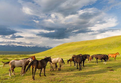 Horses for the production of milk-kumys and meat A typical farm on the Suusamyr plain White Modern Wood Framed Art Print with Double Matting by Zwick, Martin