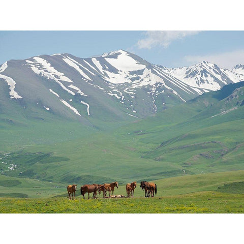 Horses on summer pasture The Suusamyr plain-a high valley in Tien Shan Mountains-Kyrgyzstan Black Modern Wood Framed Art Print by Zwick, Martin