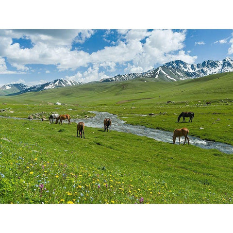 Horses on summer pasture The Suusamyr plain-a high valley in Tien Shan Mountains-Kyrgyzstan Black Modern Wood Framed Art Print by Zwick, Martin