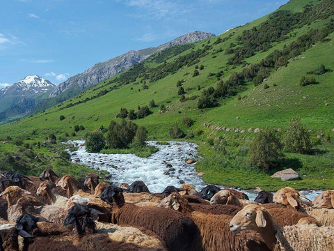 Sheep drive to their high altitude summer pasture National Park Besch Tasch Black Ornate Wood Framed Art Print with Double Matting by Zwick, Martin