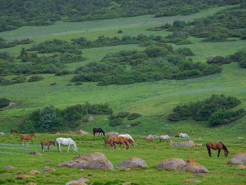 Horses on their summer pasture National Park Besch Tasch in the Talas Alatoo mountain range Black Ornate Wood Framed Art Print with Double Matting by Zwick, Martin