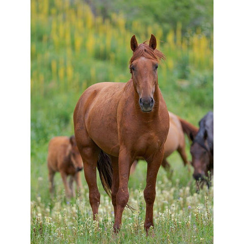 Horses on their summer pasture National Park Besch Tasch in the Talas Alatoo mountain range Black Modern Wood Framed Art Print by Zwick, Martin