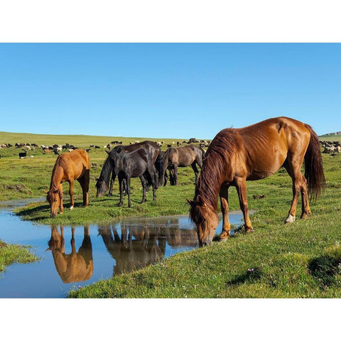 Horses on their mountain pasture at lake Song Kol  Black Modern Wood Framed Art Print by Zwick, Martin