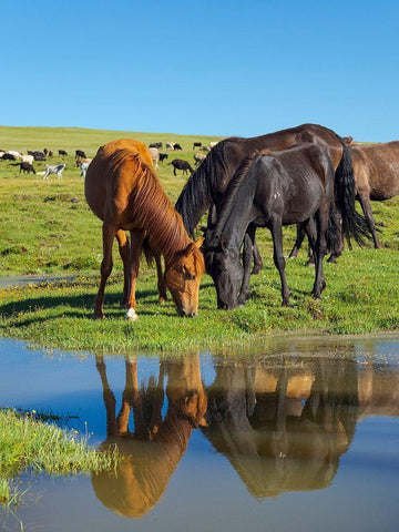 Horses on their mountain pasture at lake Song Kol  White Modern Wood Framed Art Print with Double Matting by Zwick, Martin