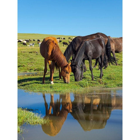 Horses on their mountain pasture at lake Song Kol  Black Modern Wood Framed Art Print by Zwick, Martin