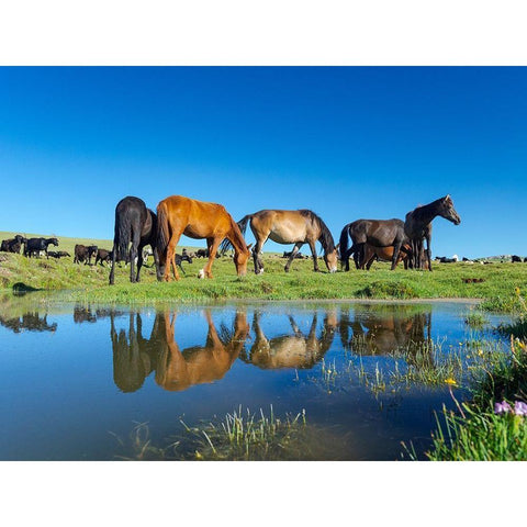 Horses on their mountain pasture at lake Song Kol  Black Modern Wood Framed Art Print by Zwick, Martin