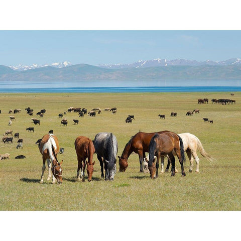 Horses on their mountain pasture at lake Song Kol  Black Modern Wood Framed Art Print by Zwick, Martin