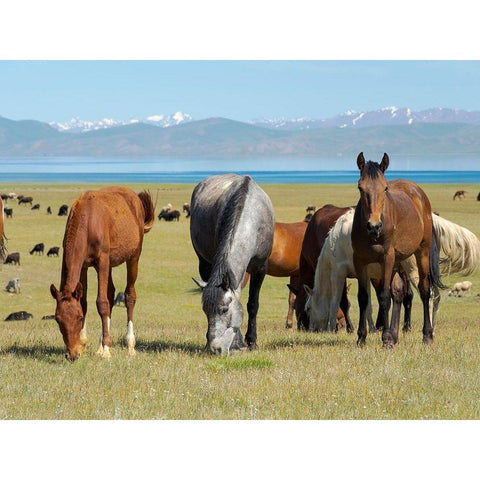 Horses on their mountain pasture at lake Song Kol  Black Modern Wood Framed Art Print by Zwick, Martin