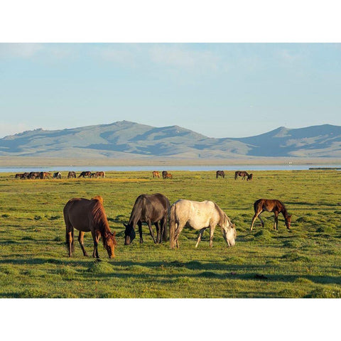 Horses on their mountain pasture at lake Song Kol  Black Modern Wood Framed Art Print by Zwick, Martin