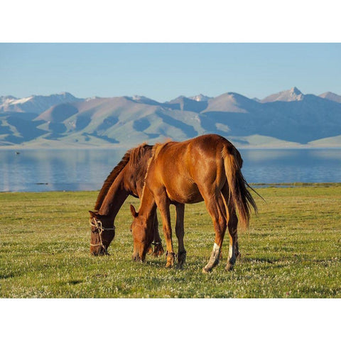 Horses on their mountain pasture at lake Song Kol  Black Modern Wood Framed Art Print by Zwick, Martin