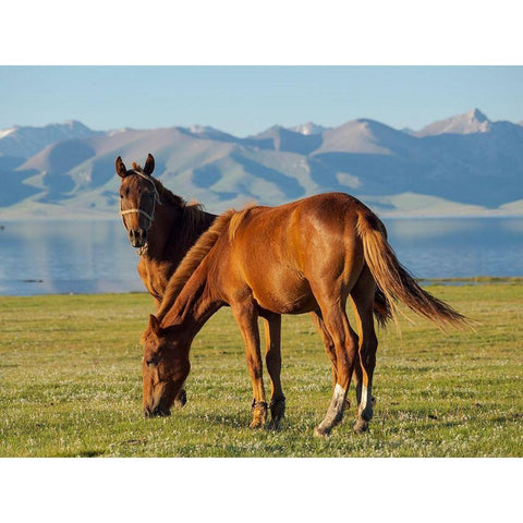 Horses on their mountain pasture at lake Song Kol  Black Modern Wood Framed Art Print by Zwick, Martin