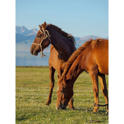 Horses on their mountain pasture at lake Song Kol  Black Modern Wood Framed Art Print by Zwick, Martin