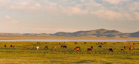 Horses on their mountain pasture at lake Song Kol  White Modern Wood Framed Art Print with Double Matting by Zwick, Martin