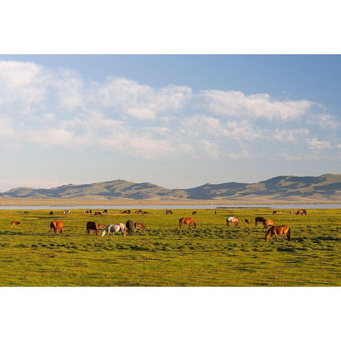 Horses on their mountain pasture at lake Song Kol  Black Modern Wood Framed Art Print by Zwick, Martin