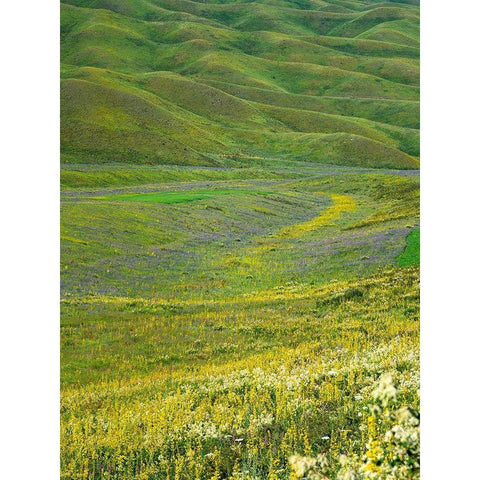 Wildflower meadow near the mountain road from Kazarman to mountain pass Urum Basch Ashuusu in the  Gold Ornate Wood Framed Art Print with Double Matting by Zwick, Martin