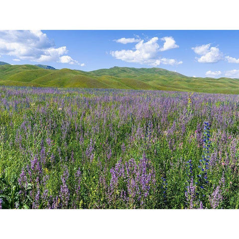 Wildflower meadow near the mountain road from Kazarman to mountain pass Urum Basch Ashuusu in the  Gold Ornate Wood Framed Art Print with Double Matting by Zwick, Martin