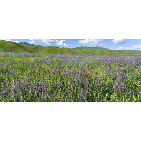 Wildflower meadow near the mountain road from Kazarman to mountain pass Urum Basch Ashuusu in the  Black Modern Wood Framed Art Print with Double Matting by Zwick, Martin