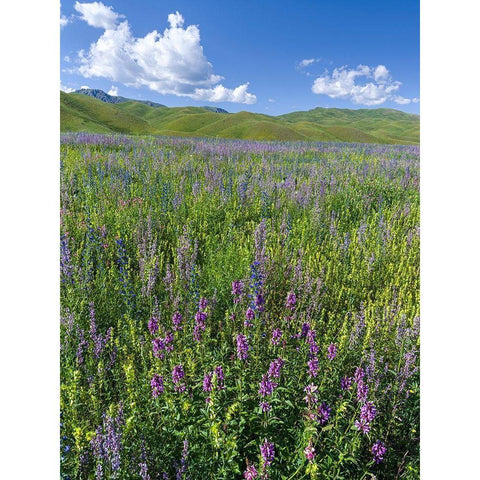 Wildflower meadow near the mountain road from Kazarman to mountain pass Urum Basch Ashuusu in the  Black Modern Wood Framed Art Print with Double Matting by Zwick, Martin