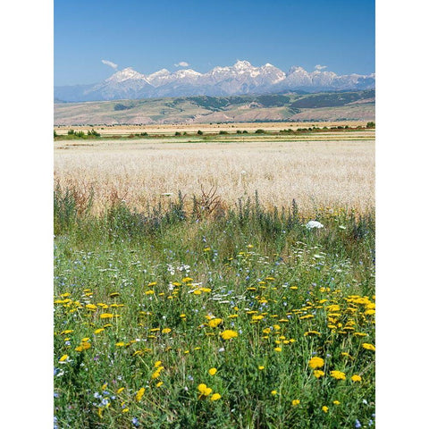 Landscape in the foothills of the Fergana mountain range Gold Ornate Wood Framed Art Print with Double Matting by Zwick, Martin