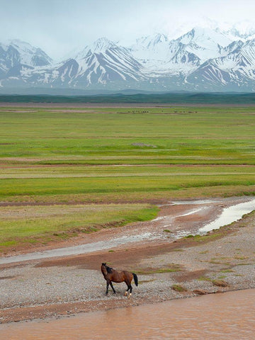Horses in the Alay Valley and the Trans-Alay Range in the Pamir Mountains  White Modern Wood Framed Art Print with Double Matting by Zwick, Martin