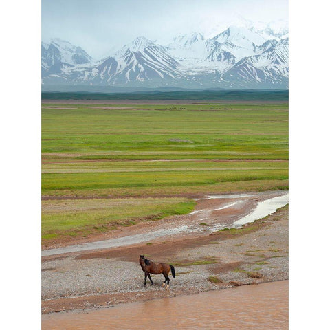 Horses in the Alay Valley and the Trans-Alay Range in the Pamir Mountains  Black Modern Wood Framed Art Print by Zwick, Martin