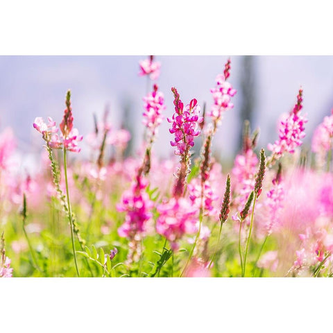 Sarytag-Sughd Province-Tajikistan Field of pink wildflowers in sunshine Black Modern Wood Framed Art Print by Wilson, Emily M.